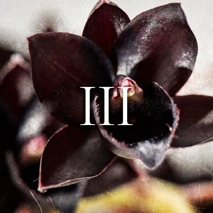 Perfume | 100ml | Raptus III - Black Orchid by Tom Ford