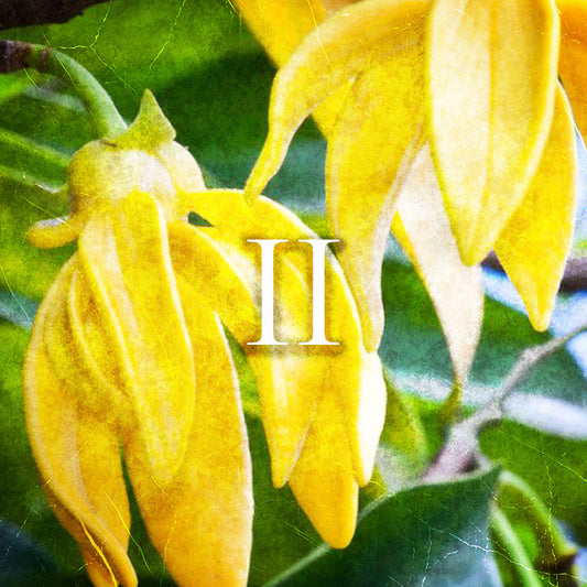 Perfume | 20ml-100ml | Raptus II - Bois D'Argent by Christian Dior