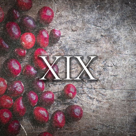 Perfume | 20ml-100ml | Raptus XIX - Intence Café in Montale