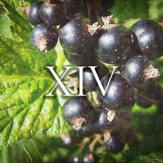 Perfume | 20ml-100ml | Raptus XIV - Yes by Giorgo Armani