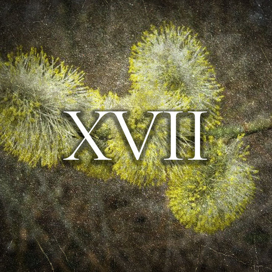 Perfume | 20ml-100ml | Raptus XVII - Oriental Flower